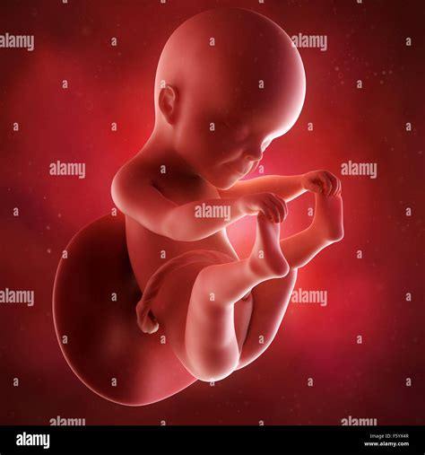 Medical Accurate 3d Illustration Of A Fetus Week 25 Stock Photo Alamy