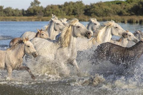 Les Promenades à Cheval En Camargue Les Trescalles