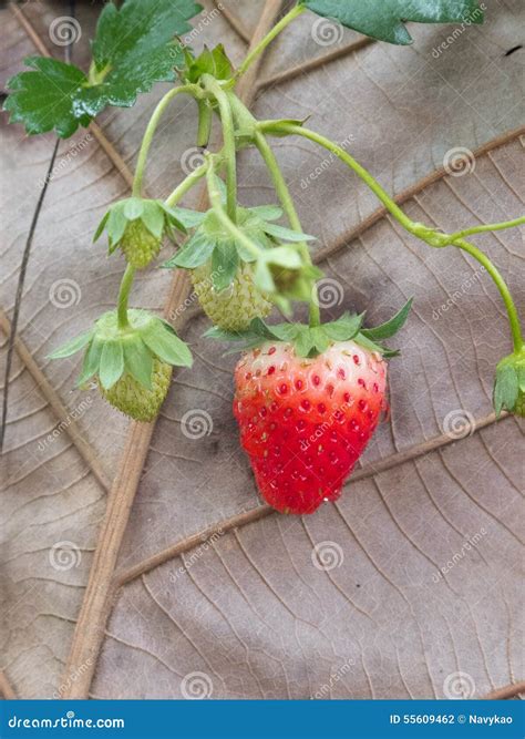 Strawberry Bush Growing in the Garden Stock Photo - Image of crop
