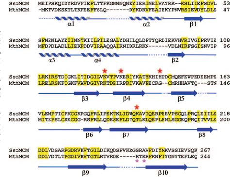 Figure From Amino Acids Of The Sulfolobus Solfataricus Mini