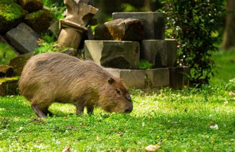 Capybara Animal Facts | Appearance, Size, Habitat, and More | Cool Kid ...