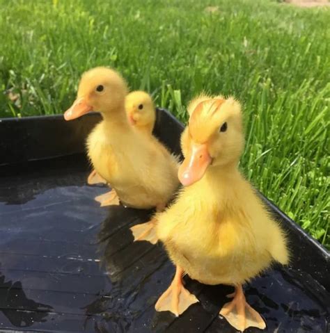 Cara Ternak Bebek Potong Agar Cepat Besar Bagi Pemula