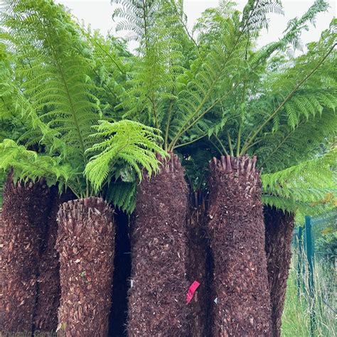 For Sale Large Dicksonia Antartica Tree Ferns Delivery By Charellagardens