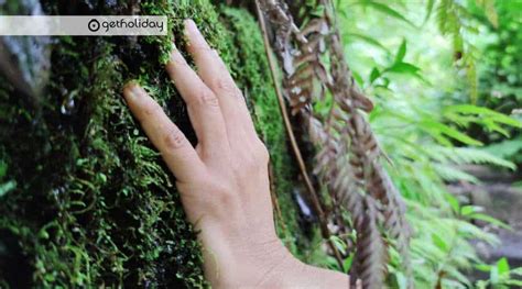 Excursi N Al Bosque De Los Tilos Y Norte De La Palma Getholiday