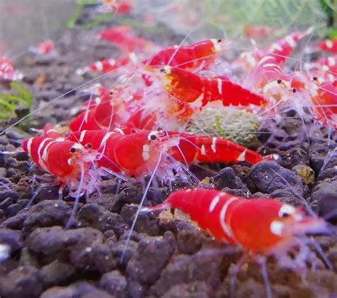 Super Crystal Red Shrimp Santa Shrimp Simply Shrimp