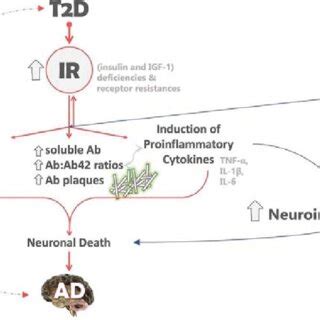 Schematic Representation Of The Role Of Ir And Ppar In Ad