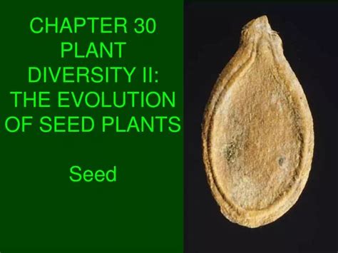 Ppt Chapter Plant Diversity Ii The Evolution Of Seed Plants Seed