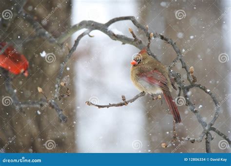 Female Northern Cardinal stock photo. Image of female - 12806334