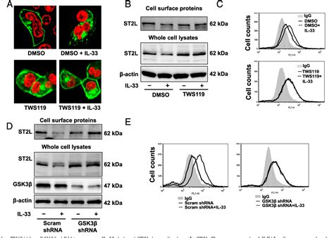 Figure 1 From Focal Adhesion KinaseMediated Activation Of Glycogen