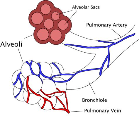 Bronchioles - Definition, Location, Size, Function, Pictures