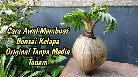 Cara Awalan Membuat Bonsai Kelapa Original Untuk Pemula Youtube