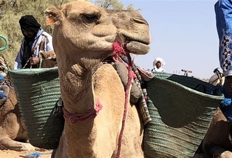 Morocco camel trekking 4 days | Camel Trek Morocco