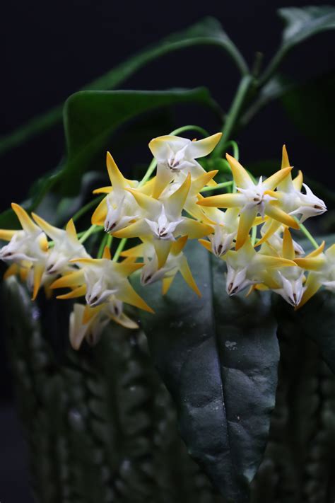 Hoyapassion Hoya Multiflora Sv406 Orange Flowers