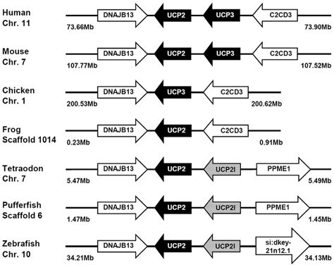 Gene Structures Encompassing UCP2 And UCP3 Orthologs The Physical