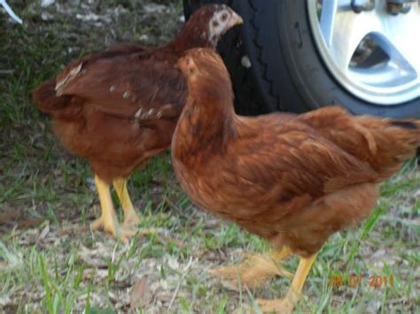 Need Help Sexing 8 Week Old Chicks~ Pixs Backyard Chickens Learn How To Raise Chickens