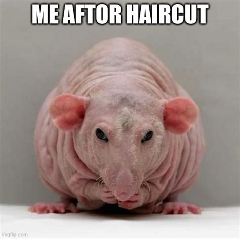 Funny Hairless Rat Imgflip