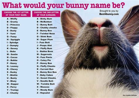 Name For A Group Of Rabbit