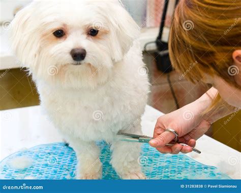 grooming maltese dog stock photo image  friend attentive
