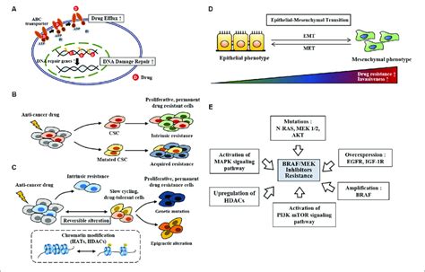 The Mechanisms Of Anti Cancer Drug Resistance A Drug Efflux By Abc