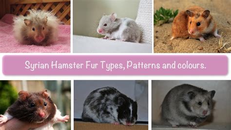 13 Syrian Hamsters Types Hamsters Portal