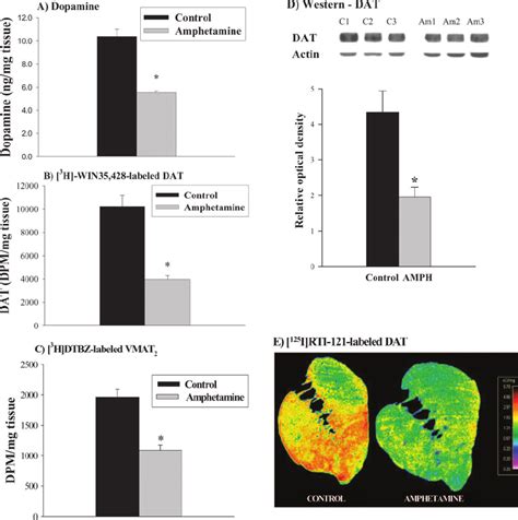 Effect Of Chronic Oral Amphetamine Treatment On Dopaminergic Neuronal