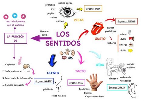 Mapa Mental De Los Sentidos Background Factor The Best Porn Website