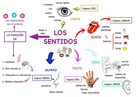 Mapa Conceptual Los 5 Sentidos Organos De Los Sentidos Mapa Images