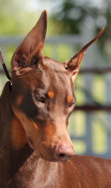 Raindance Armed and Extremely Delicious. | Perros doberman, Razas de ...