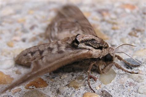 The Hidden World Of Moths Our Nocturnal Pollinators Our Stories And