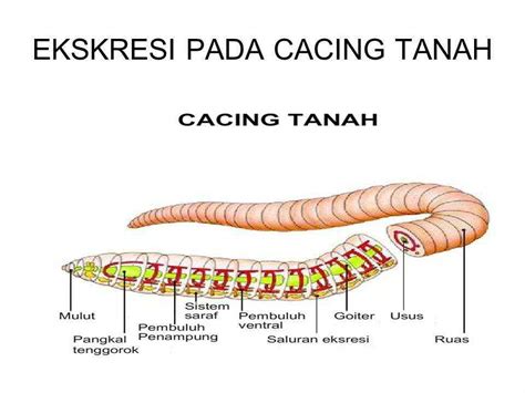 Detail Gambar Bagian Tubuh Cacing Tanah Koleksi Nomer