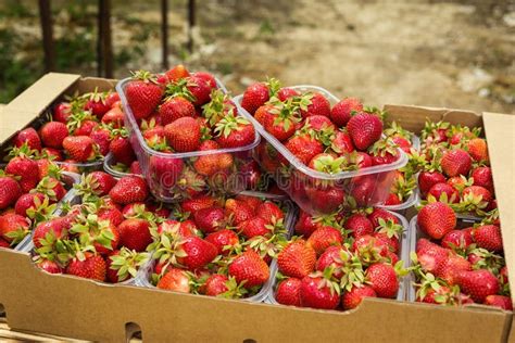 Cajas De Fresas En Mercado Del Granjero Cajones Por Completo De