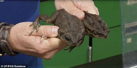 Toxic 'monster' cane toads that kill dogs with poisonous glands surface in Southern Florida ...