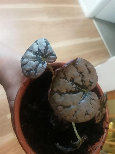 I Got This Begonia 3 Weeks Ago Seemingly Healthy But Now All Leaves Are Drying Up I Don T Know