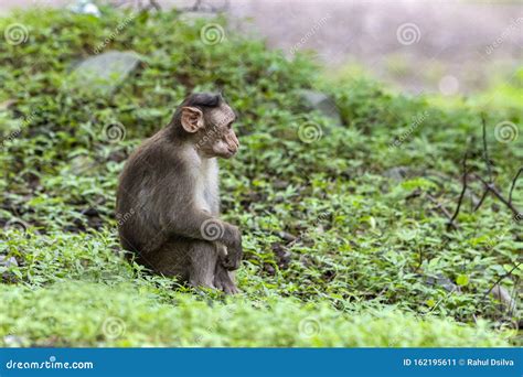 Adult Monkeys Sits And Eating Tree Leaf In The Forest Showing Emotions