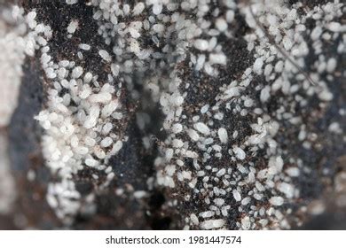 Grain Mites Pests That Can Feed Stock Photo 1981447574 | Shutterstock