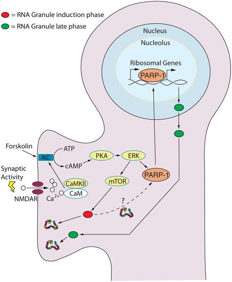 Model For The Role Of The Nucleolus In Synaptic Activation Leading To