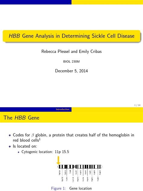 Hbb Gene Analysis In Determining Sickle Cell Disease Rebecca Plessel