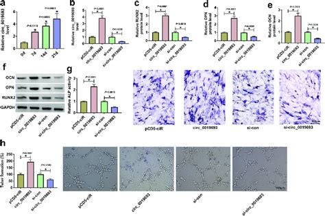 Circ Overexpression Promoted Bmsc Osteogenic Differentiation