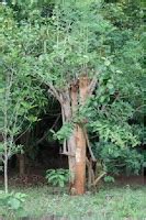 Wege Zur Ganzheit Moringa Oleifera Der Wunderbaum