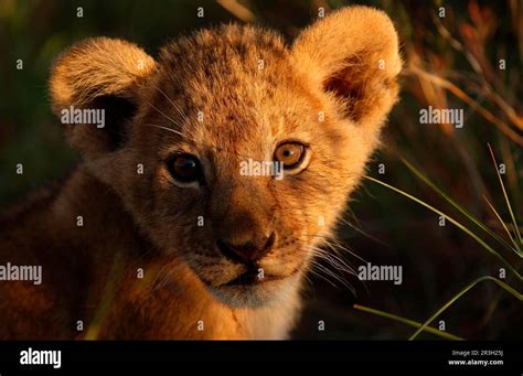 African Lion Cub Lion Cub Lions Panthera Leo Predators Mammals