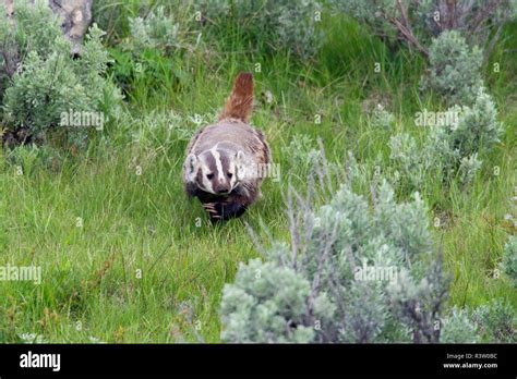 American Badger Hunting Stock Photo - Alamy