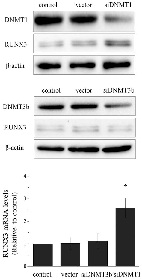 The Expression Of Runx3 After Knockdown Of Dnmt1 Or Dnmt3b A Protein Download Scientific