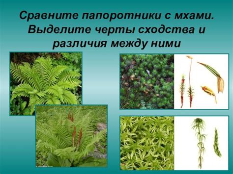 В чем заключаются основные отличия мхов от папоротников: разновидности ...