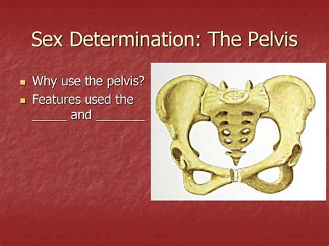 The Skeletal System And Identification Of Skeletal Remains Ppt Download