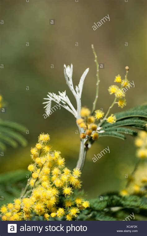 Silver Wattle Acacia High Resolution Stock Photography And Images Alamy