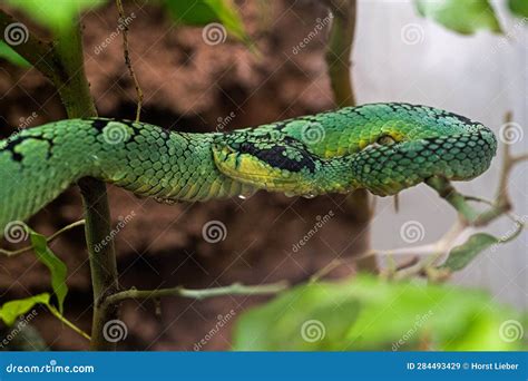 Sri Lankan Green Pit Viper Sinharaja National Park Rain Forest Sri