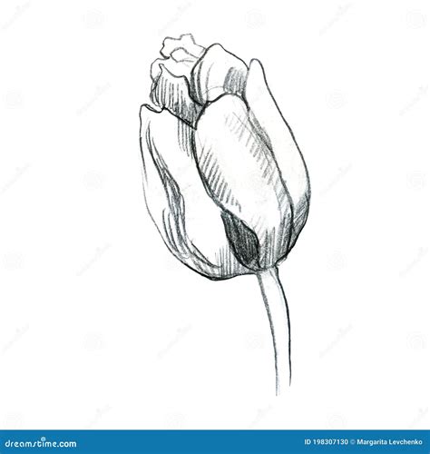 L Piz Ilustrativo Flor Tulip N Dibujo A Mano Alzada De Una Flor Stock