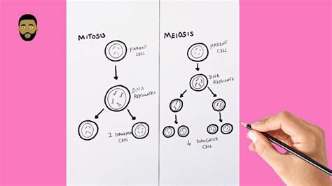 How To Draw A Neat Diagram Of Mitosis And Meiosis Step By Step