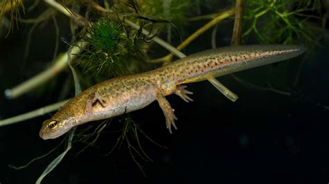 British Newts An Identification Guide Woodland Trust