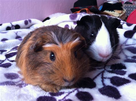 Pin On Guinea Pigs